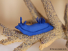 Lani the Nudibranch 3d printed Blue Strong & Flexible Polished