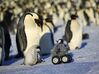 Robo Penguin Reseaching Real Penguins  3d printed 