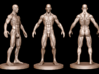 Idealized Male Ecorche Detailed - V2 3d printed V2 sculpt update