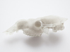 big dromedary skull 3d printed 