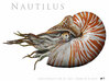 Nautilus 5.5cm 3d printed 