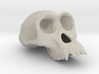 Chimpanzee ♀ cranium 3d printed 