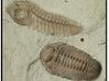 The Trilobite 3d printed Two different species fossilized in the same tiny section of rock
