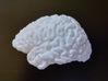 The left hemisphere of the brain - full scale 3d printed 